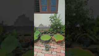 kerala doglover dog dogshorts doglife puppies puppylife puppyvideos [upl. by Dexter]