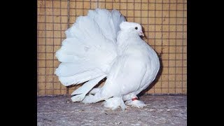 Awesome white Fantail Pigeons [upl. by Bethesda]