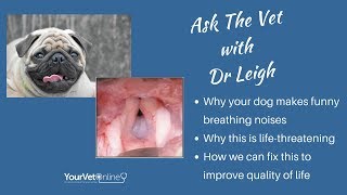 Brachycephalic Dogs Why Your Dog Cant Breathe And How Vets Fix It [upl. by Sankaran867]