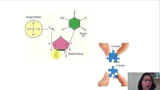 Ácidos nucleicos  DNA e RNA [upl. by Lanaj]