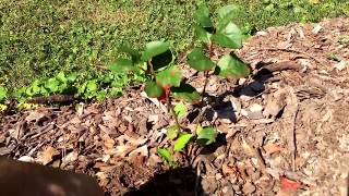 Mound Layering Aronia Chokeberry Propagation [upl. by Lette]