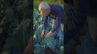 Three types of broccoli for very different harvests Charles Dowding [upl. by Adnarem]