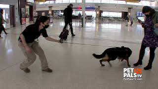 Airport Explosives Detection DogShes the Bomb [upl. by Nolly]