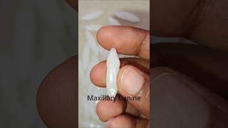 Central Incisor  Lateral Incisor  Canine  Carving of Anterior teeth Maxillary mandibular [upl. by Shirleen]