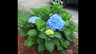 An Easy Guide for Pruning Macrophylla Hydrangea Plants [upl. by Chandos]