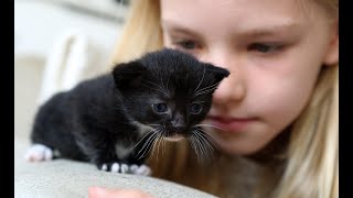 Baby Katzen  Süße und Lustige KatzenVideos 1  KatzenVideos [upl. by Nollie]