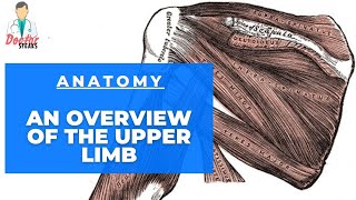 Anatomy  Overview Of The Upper Limb [upl. by Danita172]