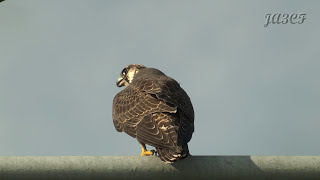 ハヤブサの鳴き声 Peregrine Falcon [upl. by Fairleigh]