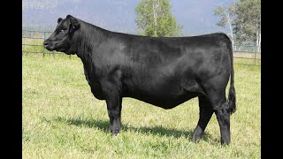 Lot 134B  Montana Rita 9295 [upl. by Asaeret]