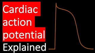 Cardiac Action Potential EXPLAINED [upl. by Meean17]