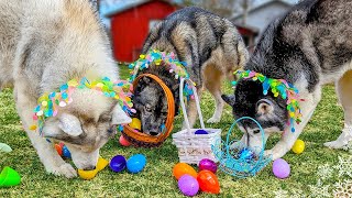 Dog Easter Egg Hunt Challenge 🐰 Which Of My Dogs Will Find The Most Eggs 🥚 [upl. by Paresh]