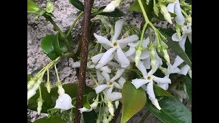 Jasmin étoilé Trachelospermum jasminoides La frgarncee st splendide [upl. by Bull]