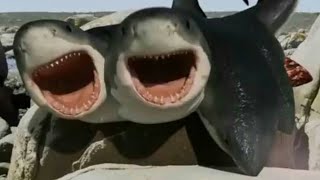 6Headed Shark Attack 2018  7 Headed Shark Screen Time [upl. by Efthim505]