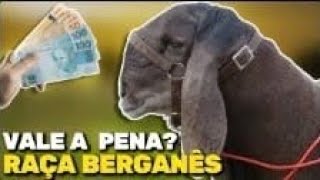 CONHEÇA A RAÇA BERGANÊS 87996456741 CENTRAL DE VENDAS DORMENTESPE [upl. by Ahseryt366]