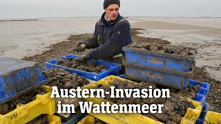 Pazifische Austern erobern das Wattenmeer  SPIEGEL TV für ARTE Re [upl. by Ellerad]