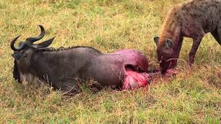 Hyena Eats Wildebeest Alive Brutal Killing Full MovieKenya Africa [upl. by Ellehcim47]