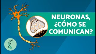 ¿Qué FUNCIONES tienen las NEURONAS 🧠 Qué Son Estructura y Tipos [upl. by Groark]