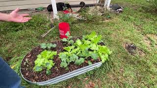 Container Garden Tour for November Raspberry disaster by Dobermanns [upl. by Marillin]