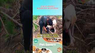 Help the dog family pets animalrescuer cutedog doglover rescue animals doglover [upl. by Linneman65]