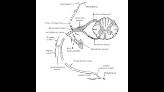 شرح مبسط و مهم لتشريح اعصاب العمود الفقري Anatomy of spinal nerves [upl. by Ahtamas]