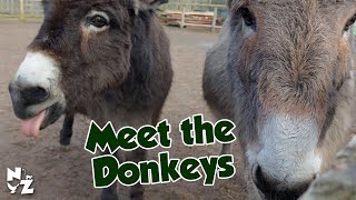 Meet the Donkeys Miniature Donkeys amp Poitou Donkeys [upl. by Dorcy]