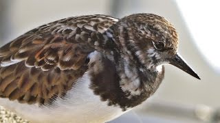 Turnstone Birds at Padstow [upl. by Norihs632]