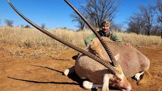 Record book Golden Gemsbok with Share my Hunt [upl. by Eceertal320]