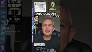 ANAPLASMOSIS IN DOGS [upl. by Nnaillek]