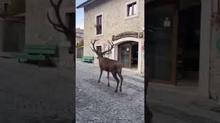 Civitella Alfedena  Abruzzo [upl. by Ttirrem876]