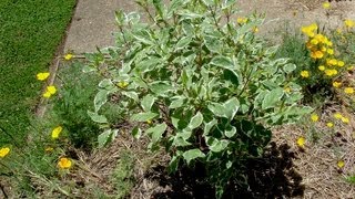 How to grow Dogwood  Gardening 101 by Dr Greenthumb [upl. by Ponzo]