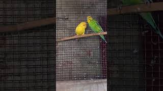 budgies parrot 💕 kissing🔥 [upl. by Orianna]