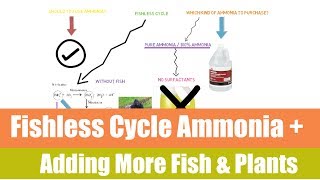 Fishless cycle and adding fish Afterwards  Ask The Aquaponics God [upl. by Ynnep]