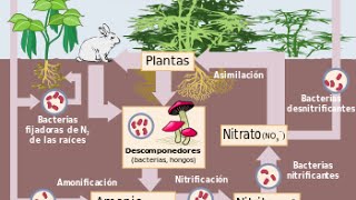 Ciclo del Nitrógeno [upl. by Beitris]