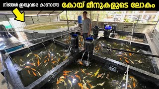 മലപ്പുറത്തെ കോയ് മീനുകളുടെ ലോകം Koi fish farm [upl. by Llenil]