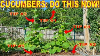 Your Cucumbers Will LOVE You For This 5 Things To Do NOW [upl. by Eedrahc]