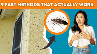 How To Get Rid Of Boxelder Bugs and Stop Them From Coming Back [upl. by Illene]