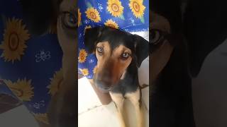 Mi Hachita habla varios idiomas dog perroquehabla funny [upl. by Jueta]