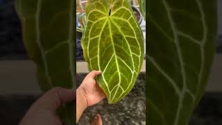 The spectacular Anthurium crystallinum plants anthurium indoorplants [upl. by Ydorb]