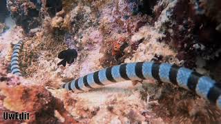 Venomous snake  banded sea krait tropical coral reef phillippines [upl. by Emelin]