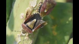 Bessenschildwants Dolycoris baccarum paring [upl. by Bury]