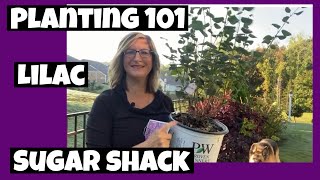 Planting 101 Lilac amp Sugar Shack Button Bush with an Auger Plant Haul Creekside Nursery [upl. by Tallia]