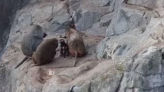 A group of Hamadryas baboons and their enclosure [upl. by Nnylcaj268]