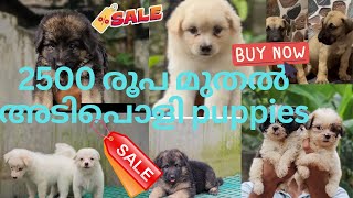 2500 രൂപ മുതൽ അടിപൊളി puppies 😱🔥 GSD  LABREDOR  SPITZ  DAN  Beagle🔥 [upl. by Lareine]