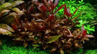 Alternanthera reineckii Mini aquarium plant [upl. by Mclain883]