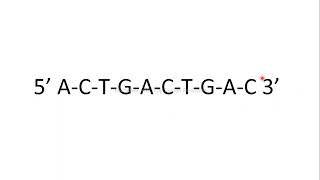 exonuclease endonuclease molecular biology [upl. by Evets]