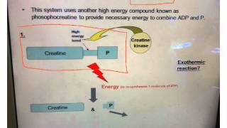 ATP Resynthesis [upl. by Novick]