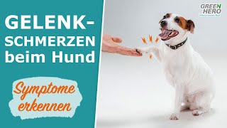 Gelenkschmerzen beim Hund  Symptome amp Maßnahmen [upl. by Htebazila]