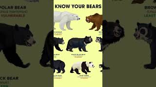 Sloth Bear Facts [upl. by Swigart]