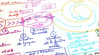 eSVT Schéma fonctionnel de loreille et transmission de linformation auditive [upl. by Kynthia]