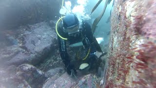 Abalone Diving Tasmania [upl. by Egiap446]